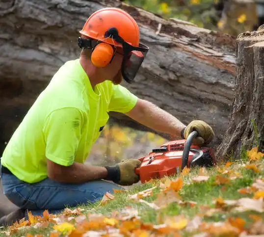 tree services Princeton